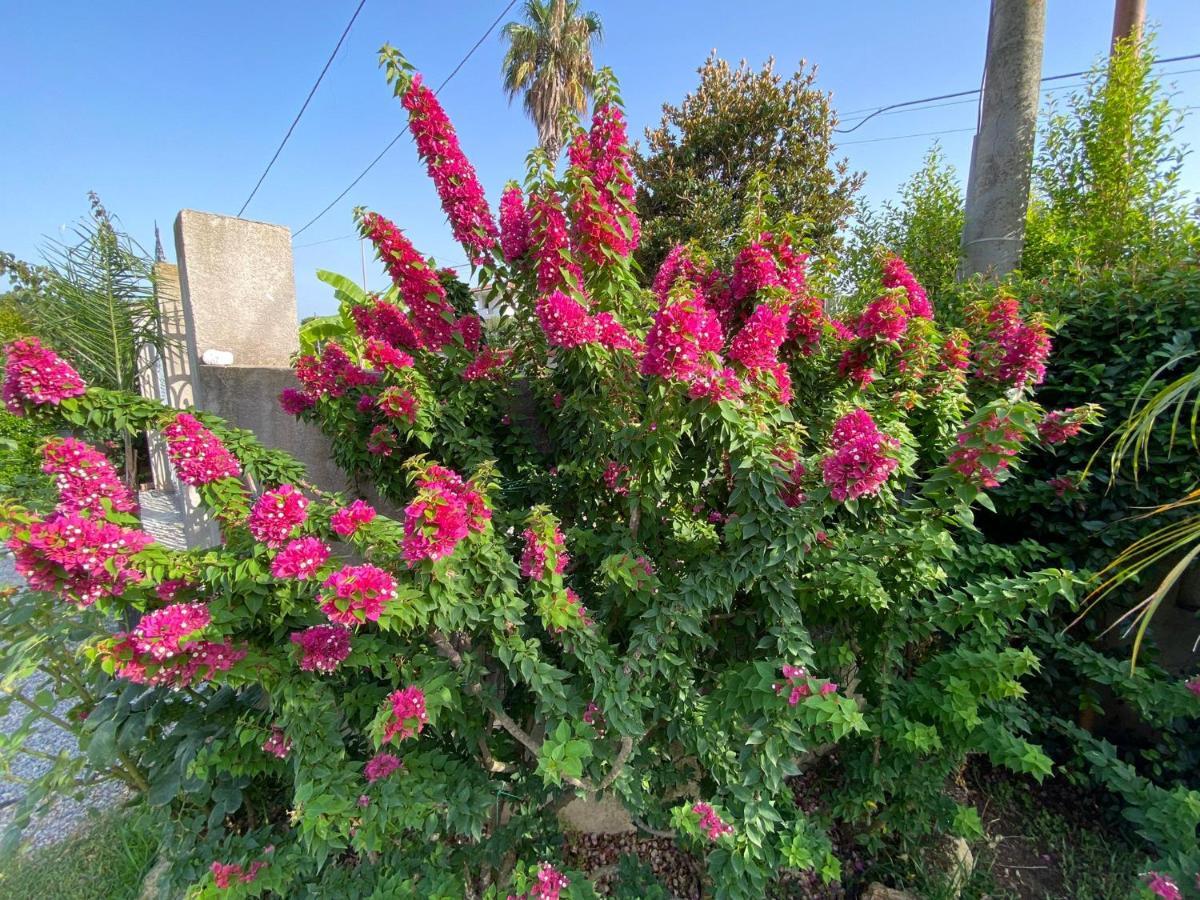 Alto Giardino Leilighet Zambrone Eksteriør bilde