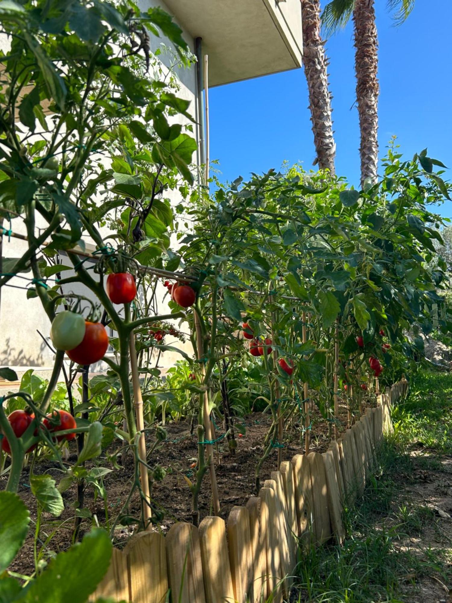 Alto Giardino Leilighet Zambrone Eksteriør bilde