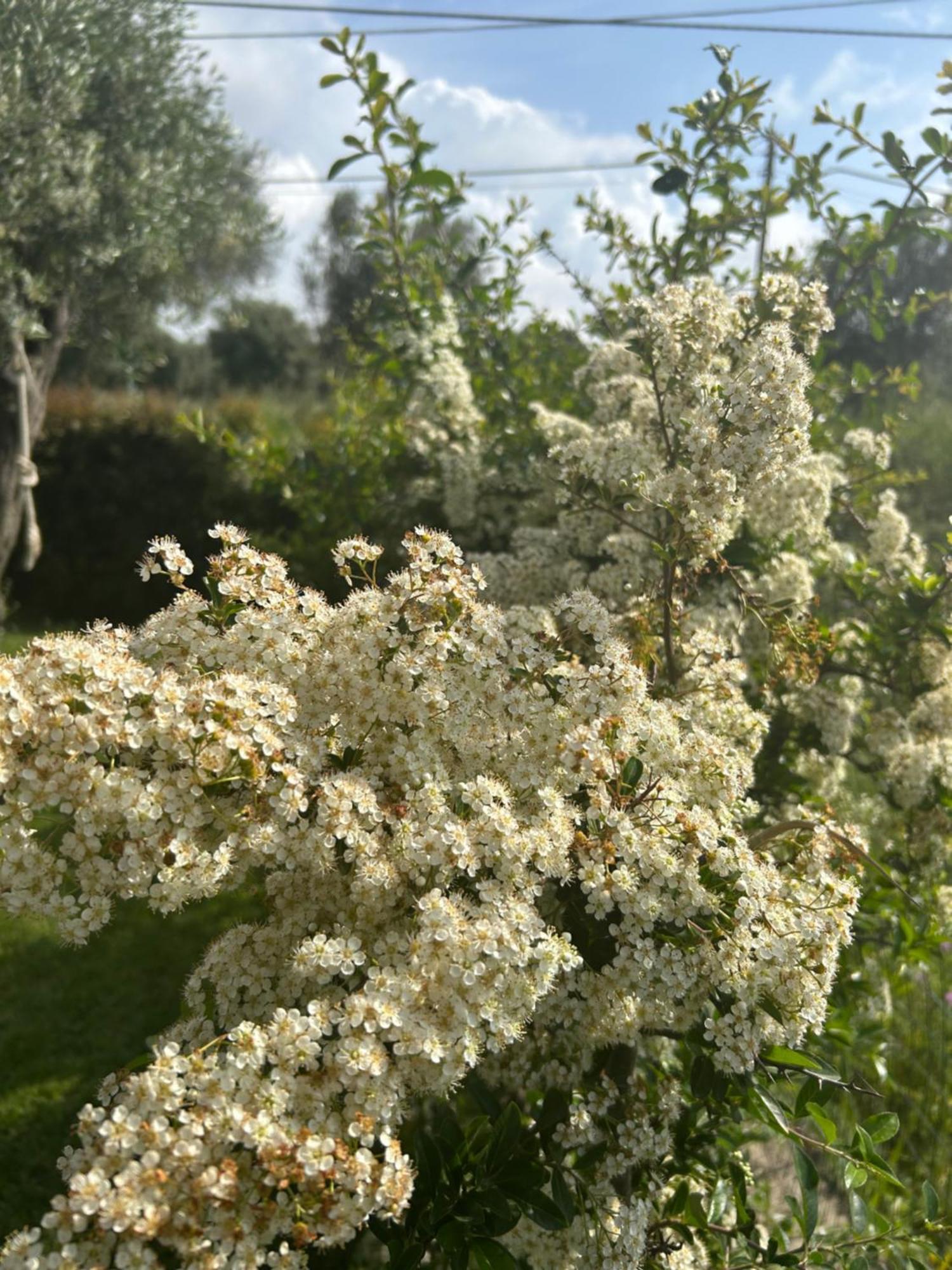 Alto Giardino Leilighet Zambrone Eksteriør bilde